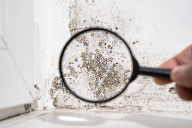 Best Commercial Mold Inspection  in Pioneer, CA